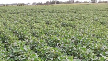 Habrá más soja y maíz: con la llegada de las lluvias crece la estimación para la cosecha gruesa