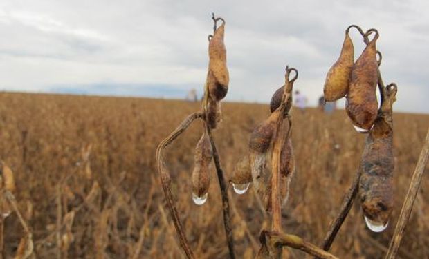 Lluvias vuelven a retrasar la cosecha de soja