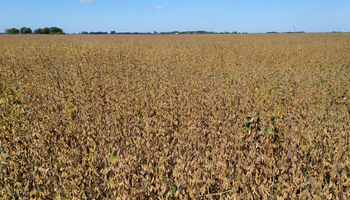 Cosecha gruesa: condicionada por la falta de piso, avanza la recolección de soja, maíz, girasol y sorgo