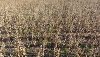 La cosecha de soja de primera finalizó en el centro: zonas que restan y rindes promedio