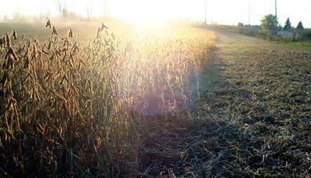 Arrancó la cosecha de soja con rindes por encima del promedio