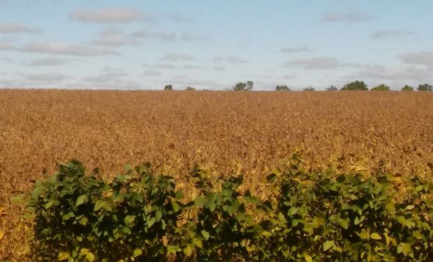 Soja: las próximas lluvias serán claves para el llenado del grano