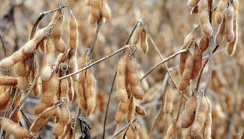 Recortan pronóstico de cosecha de soja en la Argentina y Brasil