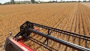 Soja y maíz: cómo se revalorizó la cosecha con la reciente mejora de precios