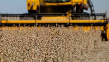 Informe del USDA: qué espera el mercado para la cosecha en Sudamérica