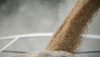 En Estados Unidos ya se cosechó el 90% de la soja