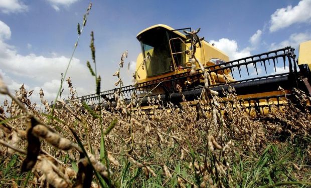 La caída fue producto de las altas temperaturas y de las escasas precipitaciones que afectaron las variedades tempranas del cultivo.