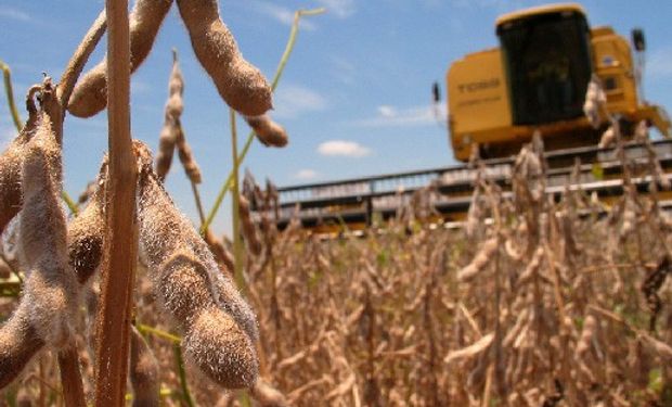 El avance de la cosecha de soja alcanza el 30%, desprendiéndose un rinde medio nacional de 30,5 qq/ha.