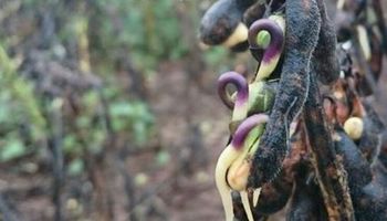 Cosecha casi paralizada: se brotan las sojas