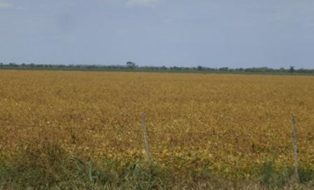 Lote de soja de primera, con buen desarrollo, en pleno proceso de fructificación, llenado de grano, en el centro oeste del departamento San Cristóbal.-