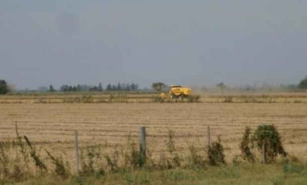 Lote de soja de primera, muy buen desarrollo, en pleno proceso de cosecha en el centro oeste del departamento La Capital.-