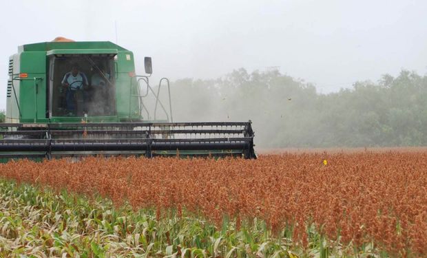Terminó la cosecha 2014 de sorgo en Argentina