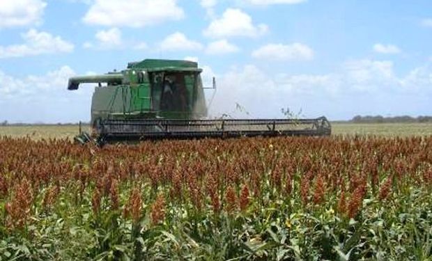 La cosecha de sorgo sería de 4,3 M Tn.