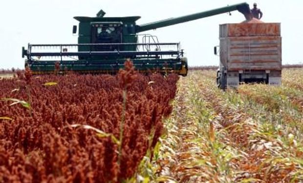La recolección de sorgo granífero finalizó al cosecharse lotes puntuales en sectores del Sur de Córdoba y materiales tardíos en la región del NEA.