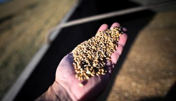 “Cifras extremas”: la vivencia del productor en primera persona sobre la campaña récord de trigo