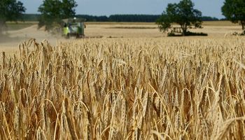 Aumentan proyección de trigo en la UE