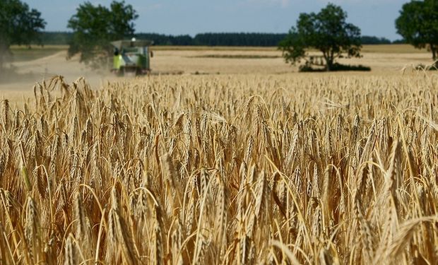 Se cosechará un millón menos de toneladas de trigo