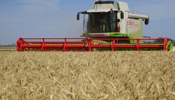 Video: mirá la cosecha de trigo en menos de 1 minuto