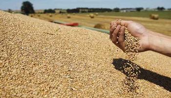 Estiman una merma para la cosecha de trigo del Mercosur