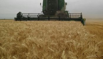 Productor le pidió al gobernador de Chaco que no le abran una causa por cosechar: “Estamos trabajando para que no falte el pan”
