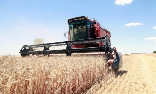 Progreso nacional de cosecha alcanzó el 28,9 % de la superficie apta.