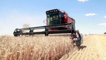 Cosecha de trigo cobró mayor fluidez durante la última semana