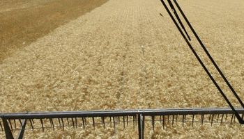 Cosecha de trigo en Córdoba aportará 560 millones de dólares