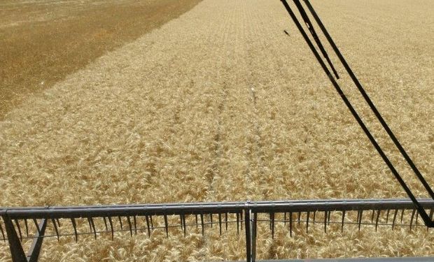 Buen ritmo. Mientras las cosechadoras apuran la finalización de la cosecha, el trigo aporta muy buenos resultados productivos en Córdoba.