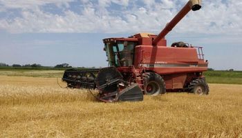 Cosecha de trigo finalizó con un incremento interanual del 39 %