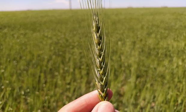 Contraste y "resultado excepcional": en la zona sur, la cosecha de trigo creció un 54% contra la campaña anterior