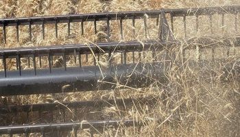 Trigo: en la zona núcleo hay descuentos de hasta el 50 % sobre el rinde promedio
