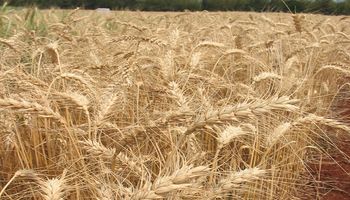 El Gobierno anticipa una caída del 14 % en la cosecha de trigo y una exportación de 10 millones de toneladas