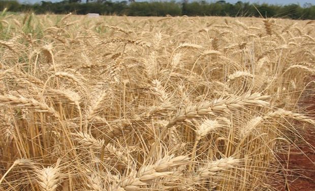 El Gobierno anticipa una caída del 14 % en la cosecha de trigo y una exportación de 10 millones de toneladas