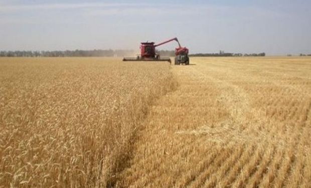 Cosecha de trigo avanzó sobre un 4,8% de la superficie.
