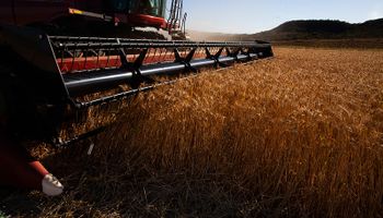 ¿Baja proteína en trigo? Una recomendación cuando hay un pico de camiones en el puerto y cómo capturar una tasa del 25,3% el dólares