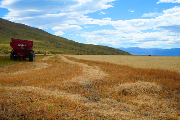 cosecha de trigo el calafate