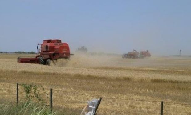 Lote de trigo, en pleno proceso de cosecha, en el centro sur del departamento Las Colonias.-