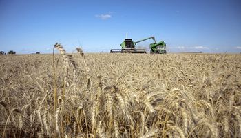 Luego de 6 meses sin lluvias, cae un 70% la producción de trigo en Tucumán