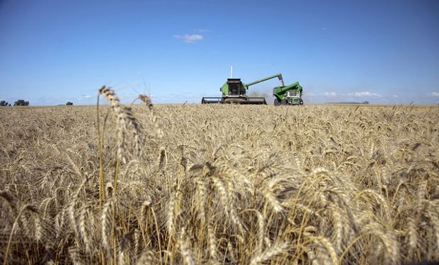 Luego de 6 meses sin lluvias, cae un 70% la producción de trigo en Tucumán