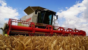 Ucrania produciría 24,4 millones de tn de trigo