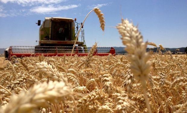 Los mayores avances de cosecha se registraron en el extremo norte del área agrícola.