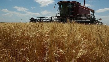 Avanza la cosecha de trigo en Argentina