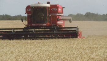 Con bajas expectativas de rinde, la cosecha de trigo arrancó en el NOA