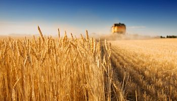 Finalizó la cosecha de trigo en el centro norte de Santa Fe