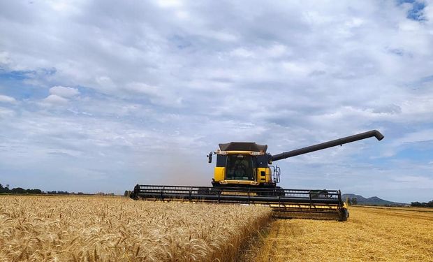 Pese a la sequía, volvió a aumentar el aporte del trigo a la economía