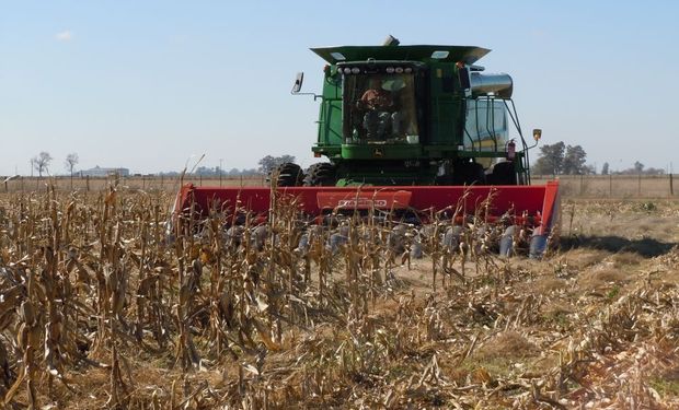 Ya se cosechó el 96,5% del maíz