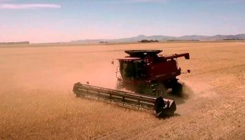 Ingreso récord de dólares: pese a la sequía, el aporte de soja, trigo y maíz a la economía crecería un 33% contra 2020