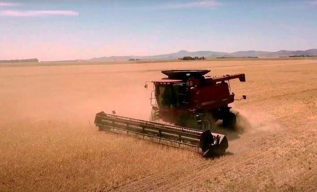 Ingreso récord de dólares: pese a la sequía, el aporte de soja, trigo y maíz a la economía crecería un 33% contra 2020