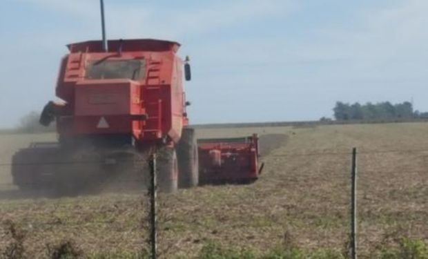 Lote de soja de primera, en pleno proceso de cosecha, en el norte del departamento Las Colonias.-