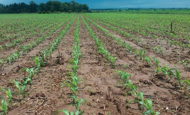 Agricultura presentó las estimaciones oficiales.